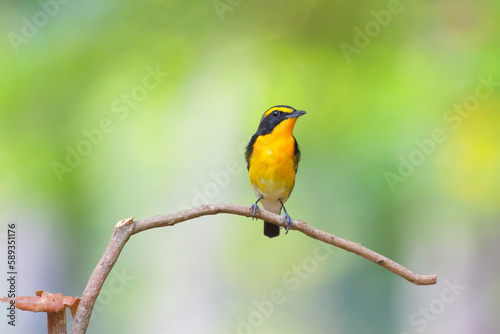 Beautiful narcissus flycatcher bird perched on a branch in tropical forest.