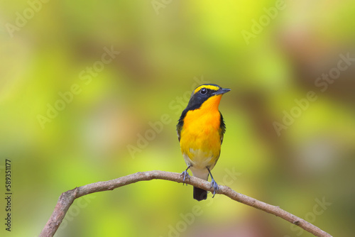 Beautiful narcissus flycatcher bird perched on a branch in tropical forest.