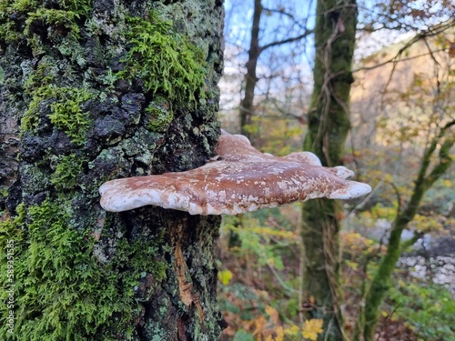 mushroom on a tree