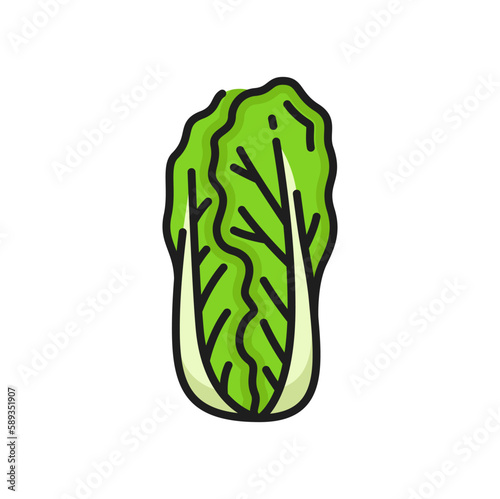 Green peking cabbage isolated Romaine lettuce color thin line icon. Vector petsai or pe-tsai, wombok greens. Wong bok pekinska kapusta, nappa