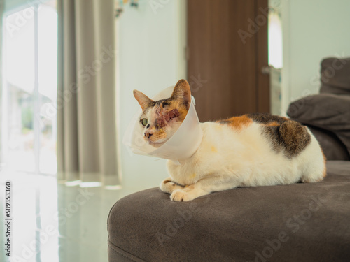 Close-up portrait of a cute fluffy Calico cat in a good mood wearing a collar. Lying on the sofa looking forward after eye surgery blind in one eye