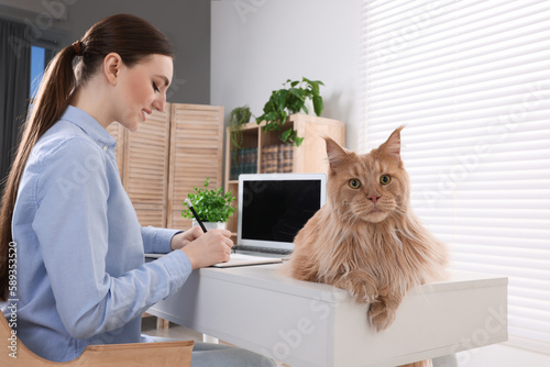 Woman working near beautiful cat at desk in room. Home office