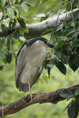 Black-crowned Night Heron