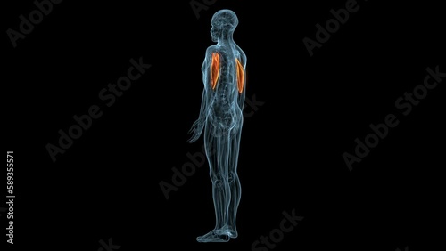 human muscles Graciela, Soles, Deloitte and trapeziums anatomy. 3d illustration photo