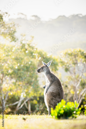 Deep Creek Kangaroo 11