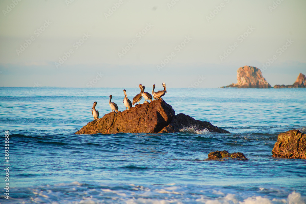 Pelicanos en la roca
