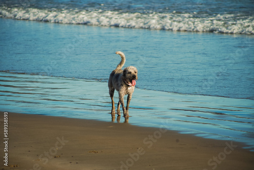 Perro caminando solo a la orilla del mar