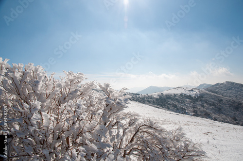 눈꽃 핀 겨울 산 photo