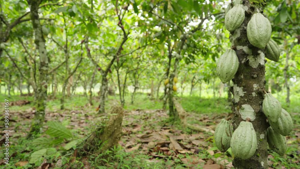 beautiful dolly shot of green cacao pods on tree trunk, view of plantation beautiful dolly shot of green cacao pods on tree trunk, view of plantation