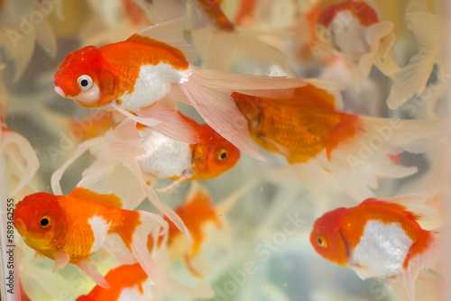 Closeup shot of red cap oranda goldfish kept in an aquarium of pet shop or fish store. This popular ornamental fish has silver white body and red patches near head.