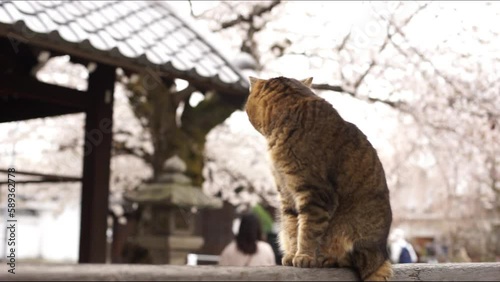 京都・本満寺でお花見をする地域猫 (2023年3月） photo