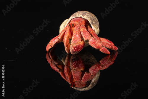 The hermit crab is a type of crab that does not have a hard shell. They use old shells for protection. They especially like old whelk shells
