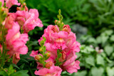 Bright pink snapdragon flowers in the summer garden (antirrhinum majus)