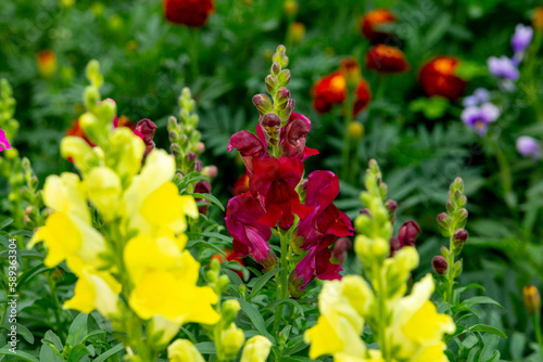 Scarlet snapdragon flowers in the summer garden (antirrhinum majus)