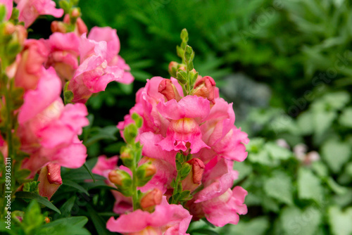 Bright pink snapdragon flowers in the summer garden  antirrhinum majus 
