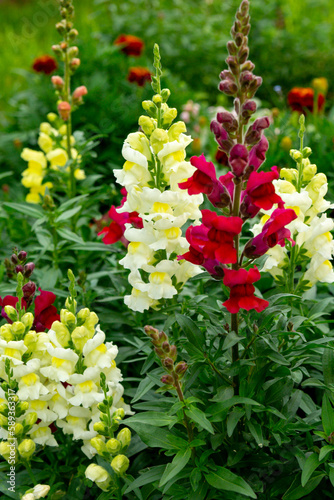 Varicoloured snapdragon flowers in the summer garden  antirrhinum majus 