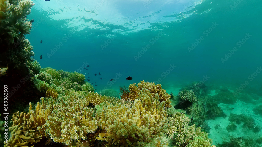 Fototapeta premium Tropical fishes and coral reef underwater. Hard and soft corals, underwater landscape. Philippines.