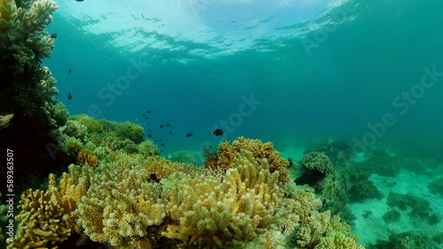 Tropical fishes and coral reef underwater. Hard and soft corals  underwater landscape. Philippines.