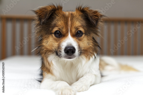 Fototapeta Naklejka Na Ścianę i Meble -  편안한 표정으로 침대 위에 엎드려있는 강아지