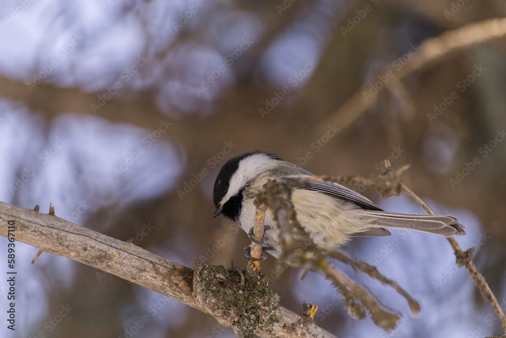 Black-capped Chickadee in a Tree Black-capped Chickadee in a Tree