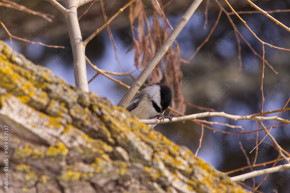 Black-capped Chickadee in a Tree Black-capped Chickadee in a Tree