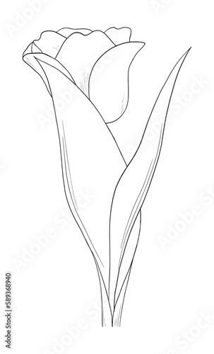 Hand drawn of tulip on white background. Tulip outline art drawing. Vintage vector illustration.