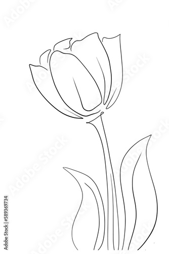 Hand drawn of tulip on white background. Tulip line art drawing. Vintage vector illustration.