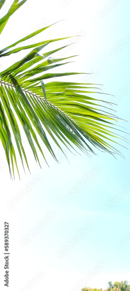Fototapeta premium palm tree on blue sky