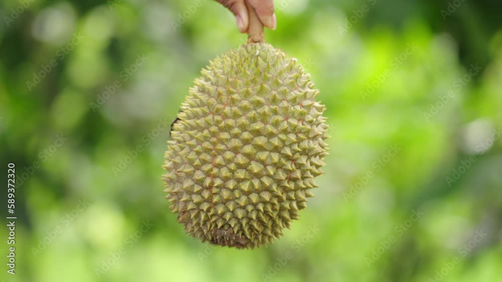 King of fruits or durian is an exotic food in tropical asia, delicious produce King of fruits or durian is an exotic food in tropical asia, delicious produce