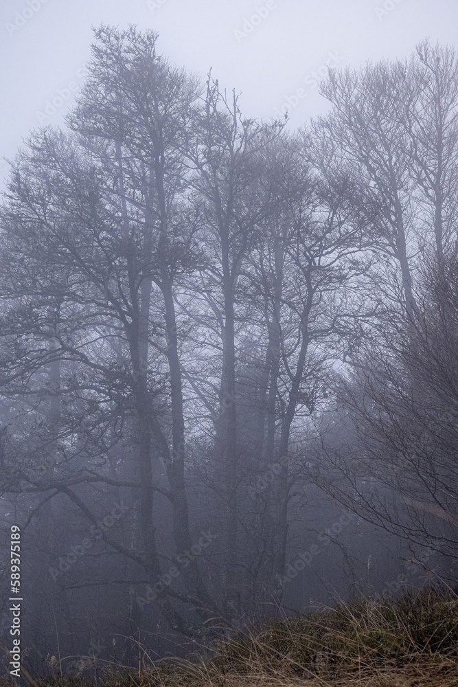 Miro Lange - Schauinsland Wald Nebel Deutschland Miro Lange - Schauinsland Wald Nebel Deutschland