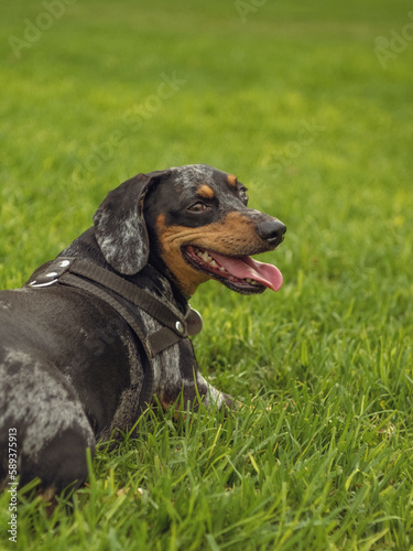 dachshund dog in grass chilling