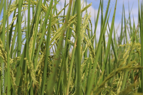 Rice, Oryza sativa, edible starchy cereal grain and grass plant