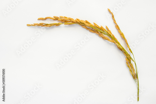 Paddy rice isolated on white background. ears of paddy jasmine rice with copy space
