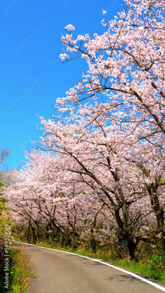 Blowing cherry blossoms or sakura flowers in a Japanese garden in spring, Flora background, Nobody, Vertical video for smartphone footage, Digital signage Blowing cherry blossoms or sakura flowers in a Japanese garden in spring, Flora background, Nobody, Vertical video for smartphone footage, Digital signage