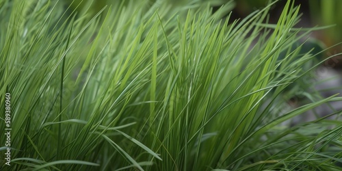 Close-up Green Lomandra Grass Background  Made with Generative AI