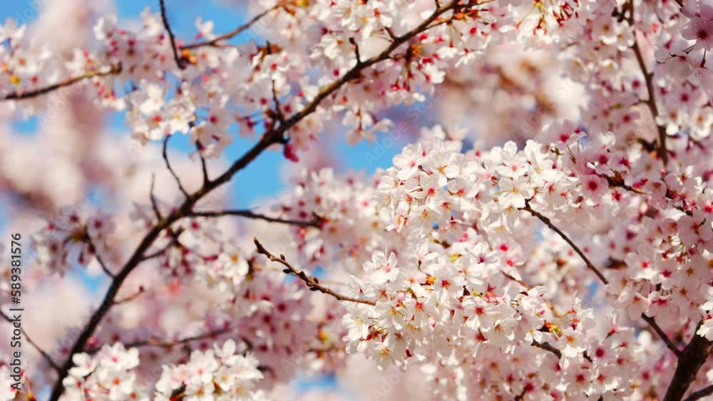 Cherry blossoms or sakura flowers in full bloom blowing in wind under the blue sky in spring, Nature or outdoor background, Digital signage Cherry blossoms or sakura flowers in full bloom blowing in wind under the blue sky in spring, Nature or outdoor background, Digital signage