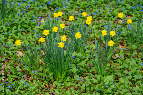 Woodland field of forget-me-nots with groupings of daffodils, the emergence of spring 