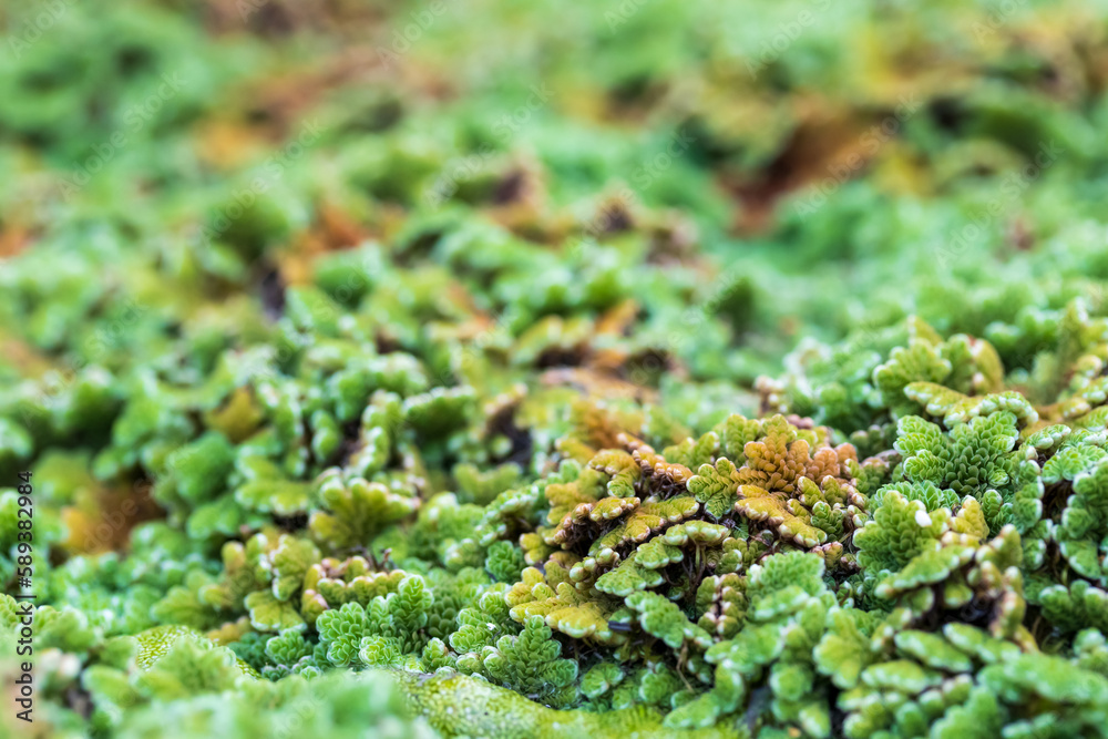 Top view picture of water droplets on mosquito fern (water velvet) after rainy. Azolla pinnata is an aquatic plant in Family Salviniaceae.