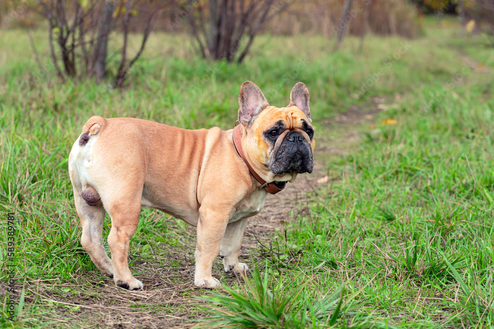 French bulldog plays in the park on the grass.