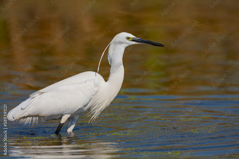 The little white heron is fishing filmed at the mouth of the kuban river The little white heron is fishing filmed at the mouth of the kuban river