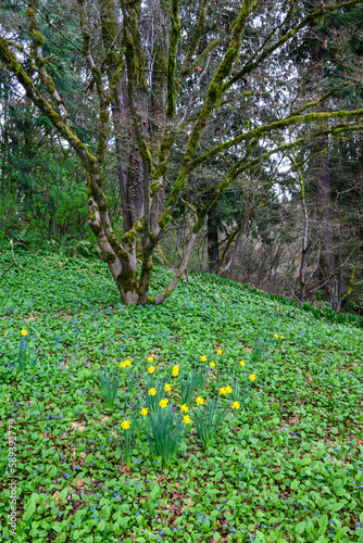 Fototapeta Naklejka Na Ścianę i Meble -  Woodland field of forget-me-nots with groupings of daffodils, the emergence of spring
