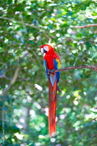red ara macaw parrot outside. photo of ara macaw parrot in zoo. ara macaw parrot bird.