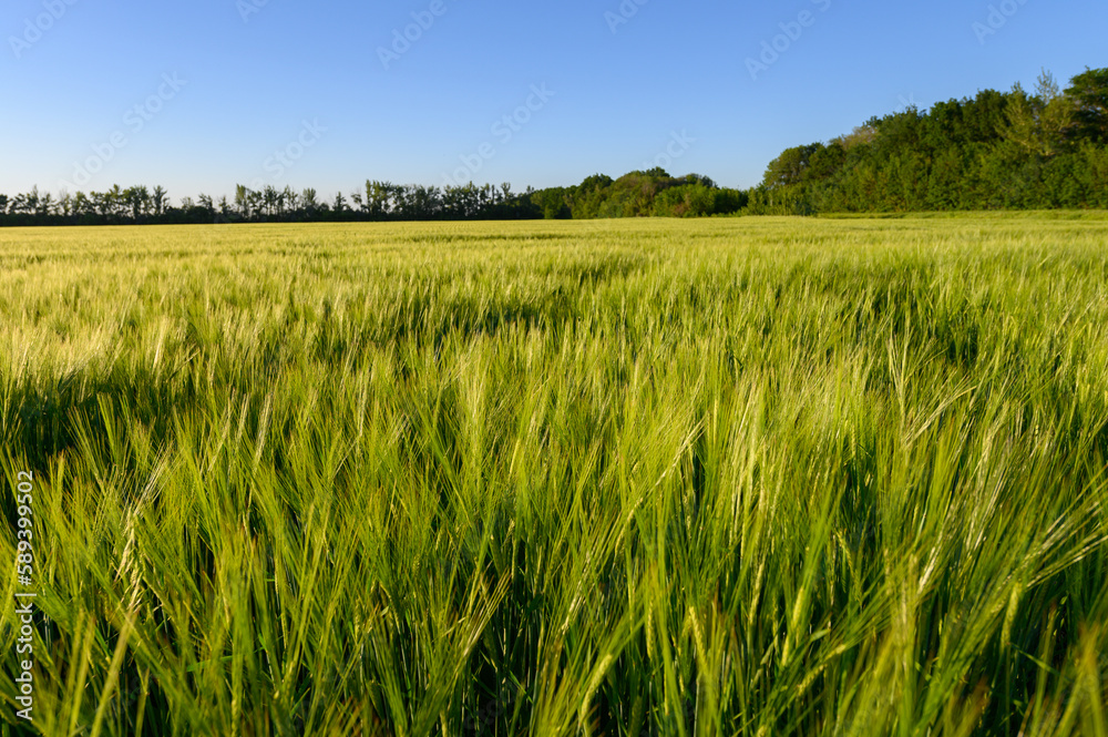 Green spikelets of wheat scatter with a blurred background