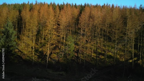 Rise up showing dead pine trees in early morning light at Whinlatter Forest in the English Lake District Cumbria photo