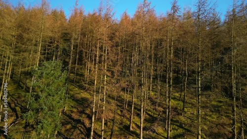 Rise up on dead pine trees to reveal live ones behind at the Whinlatter Forest in the English Lake District Cumbria photo