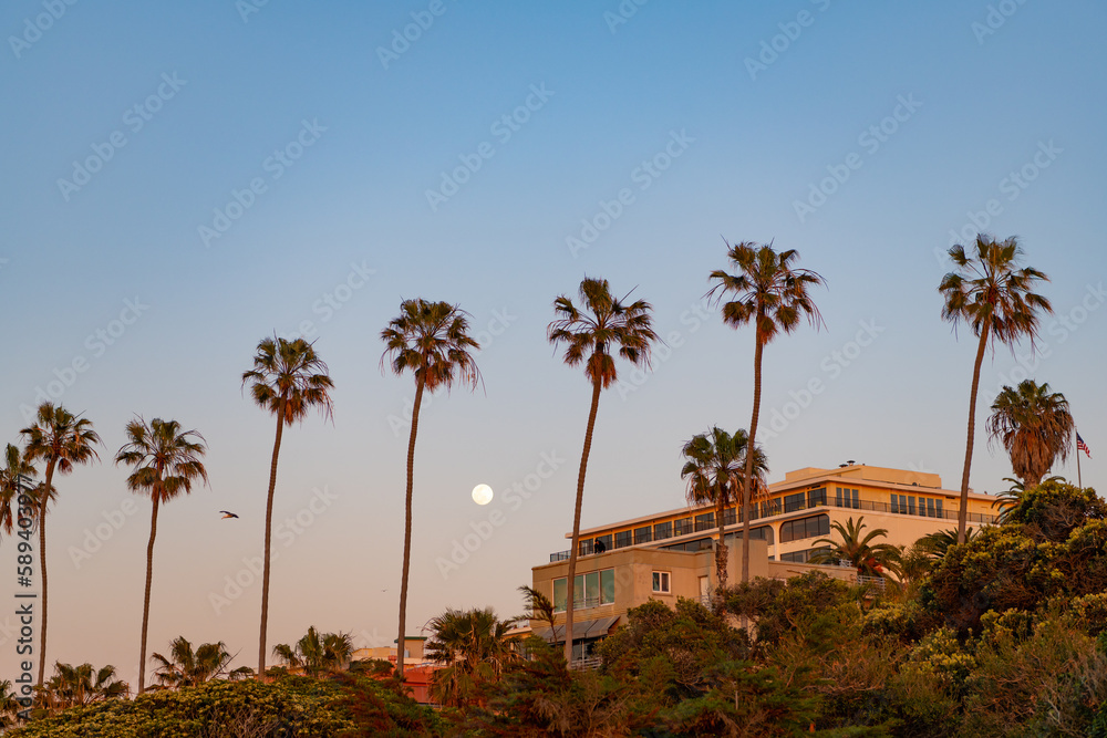 summer palm in california with building. summer palm in california landscape.