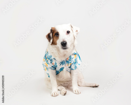 Portrait of a dog in a Hawaiian shirt on the white background .