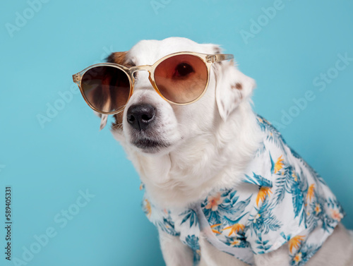 Portrait of a dog with sunglasses and a Hawaiian shirt on a blue background.