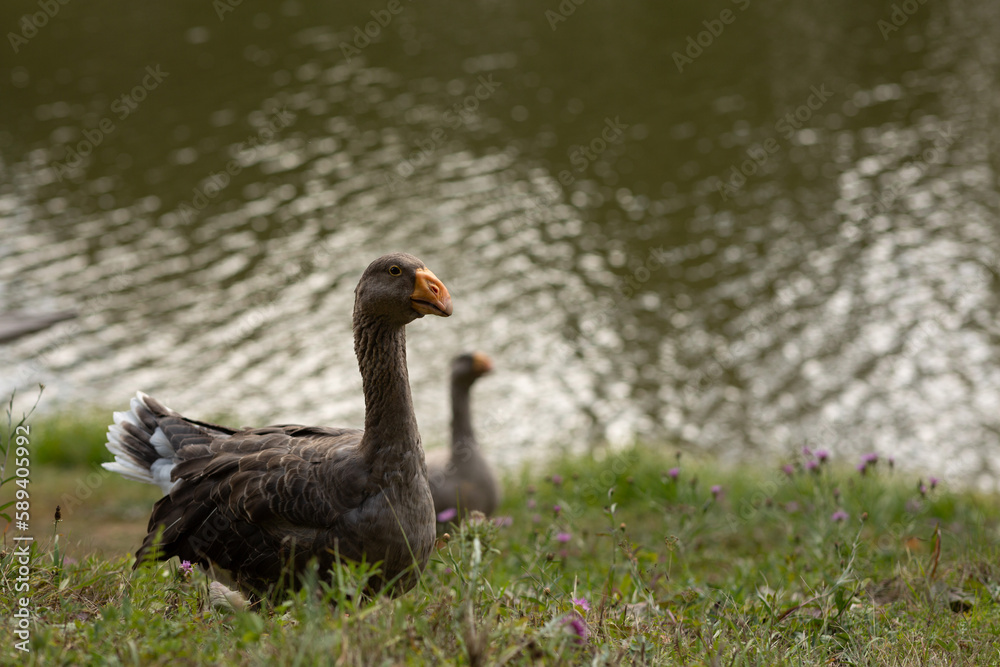 Two geese walk along the river bank Two geese walk along the river bank