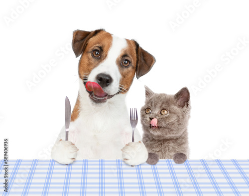 Hungry Jack russell terrier puppy holds fork and knife, sits by the table with kitten and ready for dinner. Hungry kitten looks at puppy. isolated on white background